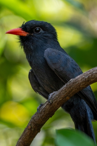 Black-fronted Nunbird