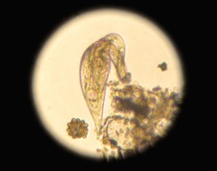 Litostomatea