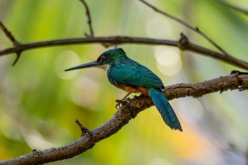 Rufous-tailed Jacamar