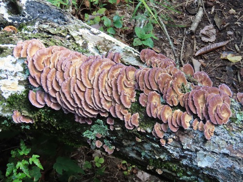 Trichaptum biforme