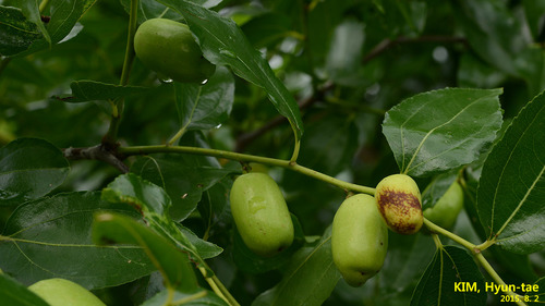 Jujube