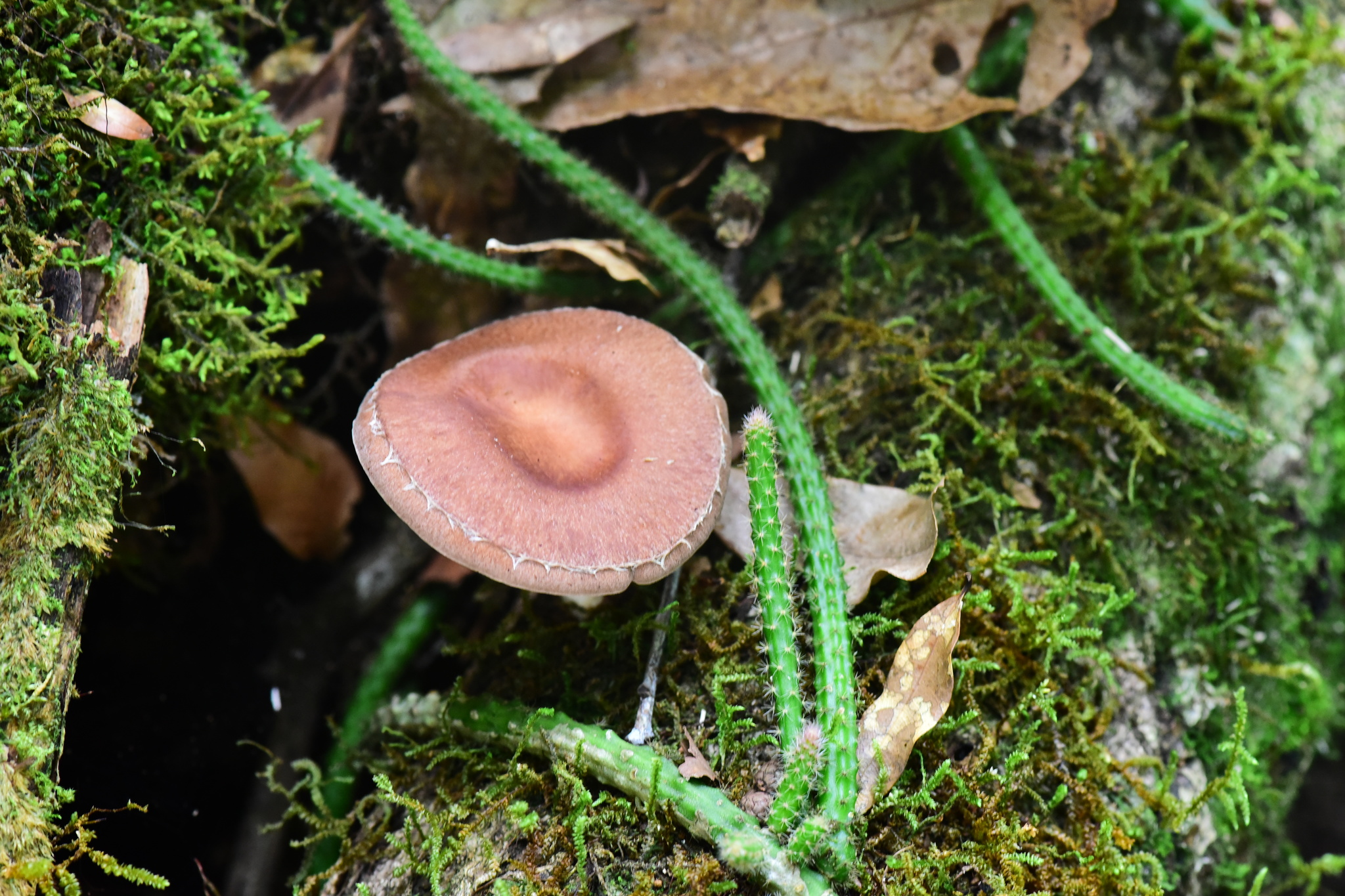 Lentinula image