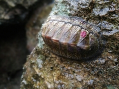 Chiton