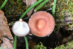 Lentinula boryana