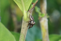 Metaphidippus