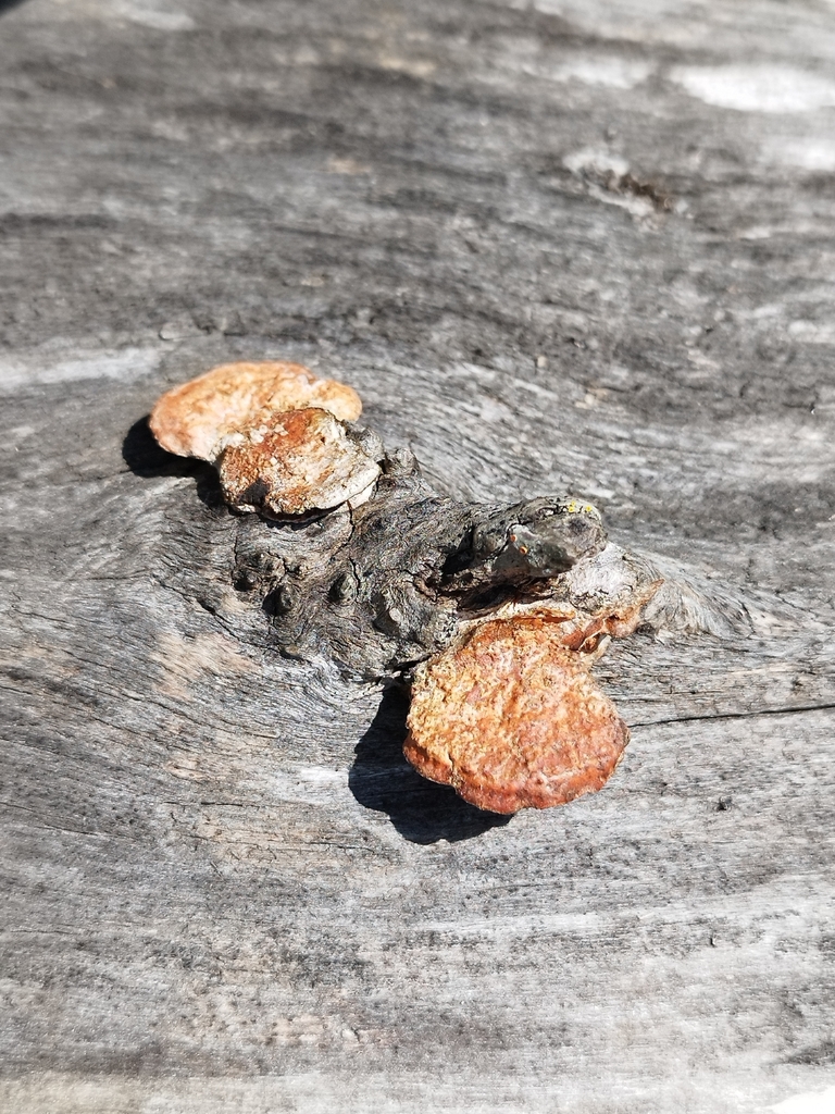 Trametes sanguinea · October 2025 · photo: © seba_fornes (iNaturalist, cc-by)