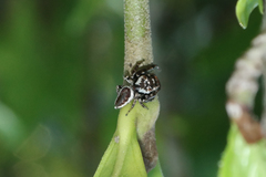 Metaphidippus