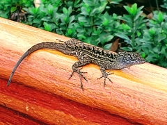 Anolis sagrei