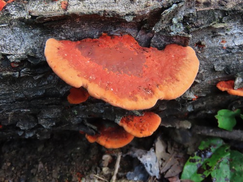 Trametes coccinea