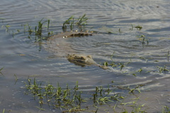 Crocodylus intermedius