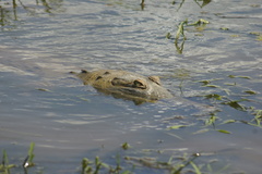 Crocodylus intermedius