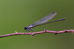 Argia tezpi