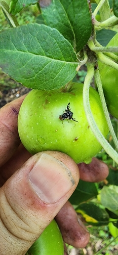 Apple Maggot photo 5