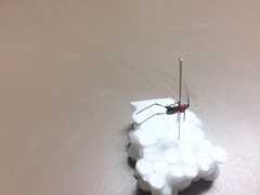 Conocephalus melaenus