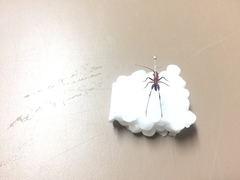 Conocephalus melaenus