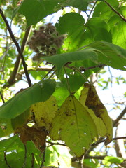 Heliocarpus