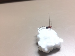 Conocephalus melaenus