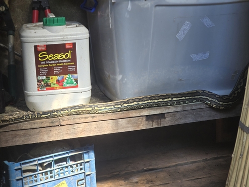 Coastal Carpet Python sighting
