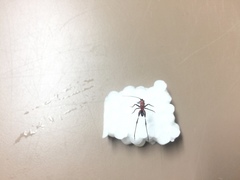 Conocephalus melaenus