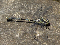 Octogomphus specularis