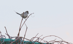 Leptasthenura aegithaloides