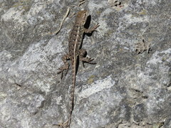 Sceloporus albiventris