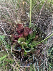 Sarracenia purpurea venosa