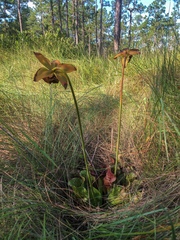 Sarracenia purpurea venosa