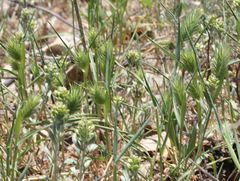 Eremopyrum orientale