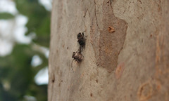 Atrapsalta corticina