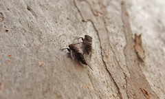 Atrapsalta corticina