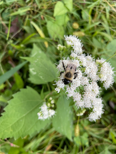 Common Eastern Bumble Bee