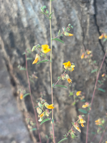 Aeschynomene bracteosa