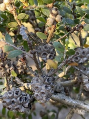 Melaleuca thymoides