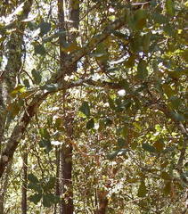 Quercus jonesii