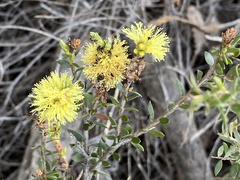 Melaleuca thymoides