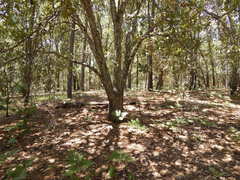 Quercus jonesii