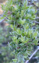 Melaleuca thymoides