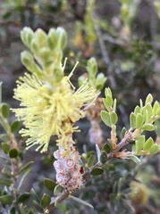 Melaleuca thymoides