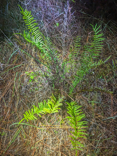 Pteris bahamensis, photograph 5