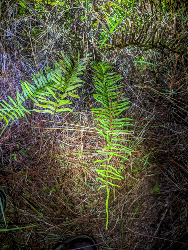 Pteris bahamensis, photograph 6