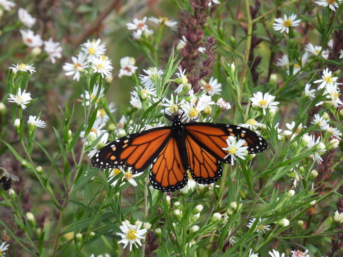 Monarch Butterfly