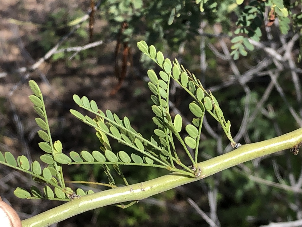 Sonoran Palo Verde