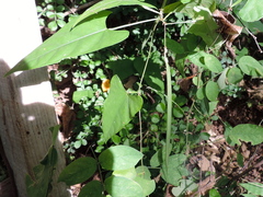 Centrosema sagittatum