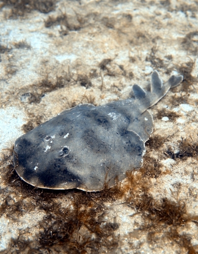 Narcine bancroftii