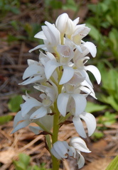 Govenia liliacea