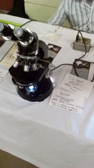 Saccharomyces cerevisiae