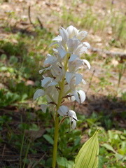 Govenia liliacea