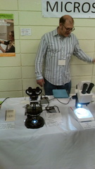 Saccharomyces cerevisiae