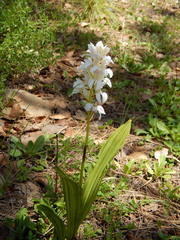 Govenia liliacea